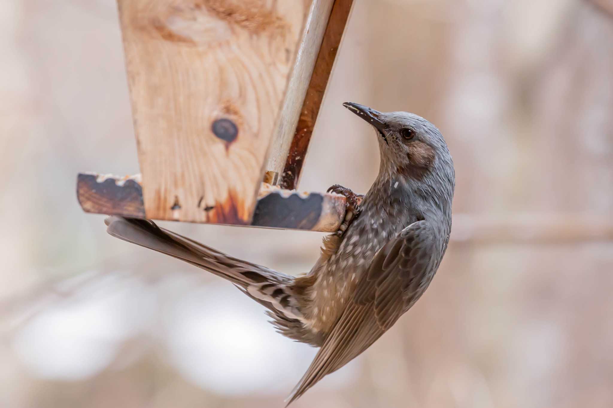 Brown-eared Bulbul