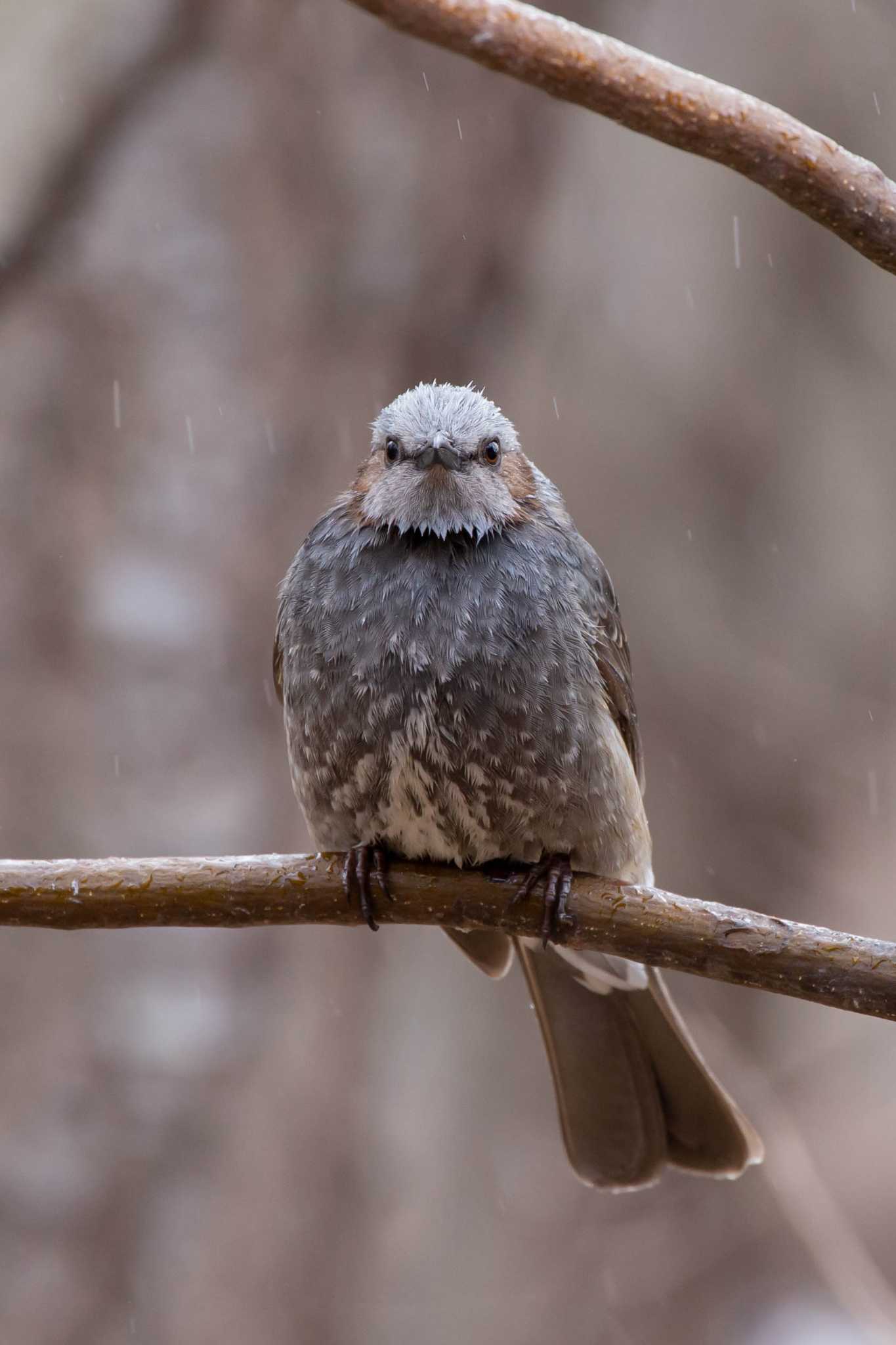 The Bird Watching Cafe ヒヨドリの写真 by 小鳥遊雪子