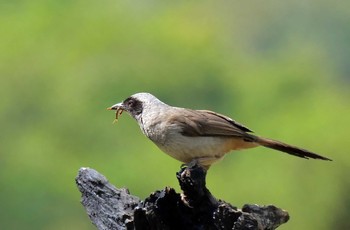 カオグロガビチョウ 場所が不明 2021年4月19日(月)