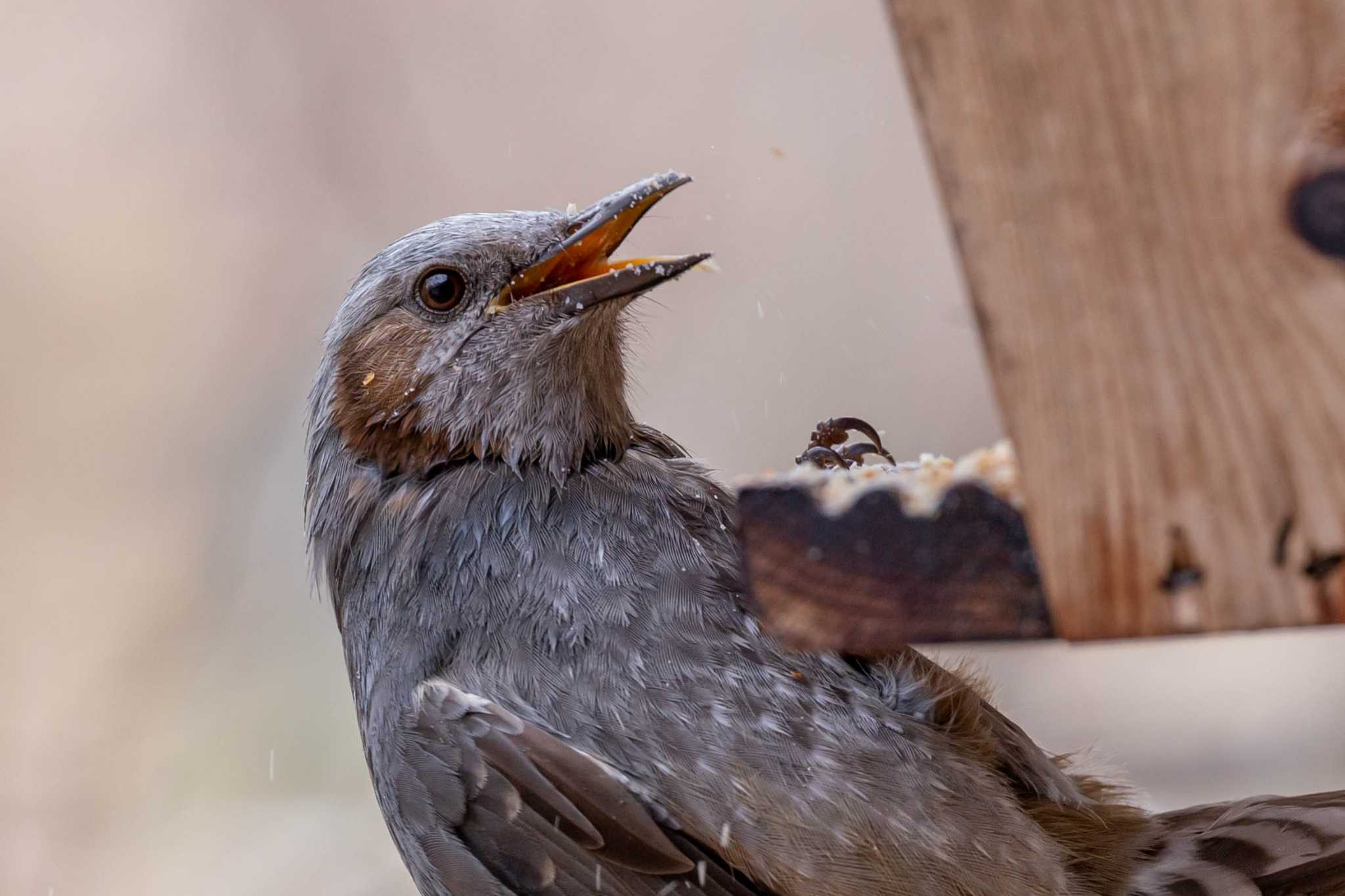 Brown-eared Bulbul