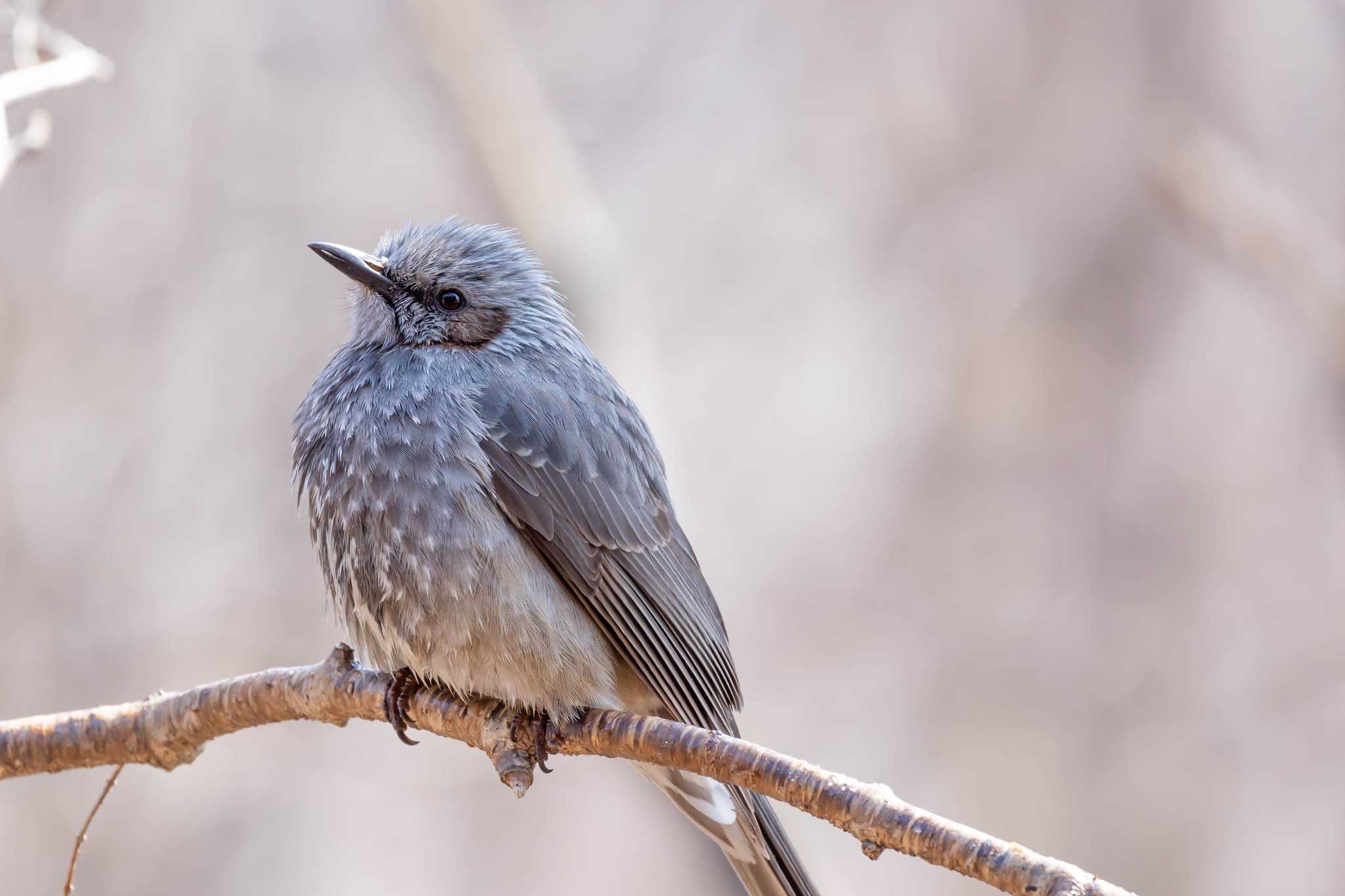 Brown-eared Bulbul