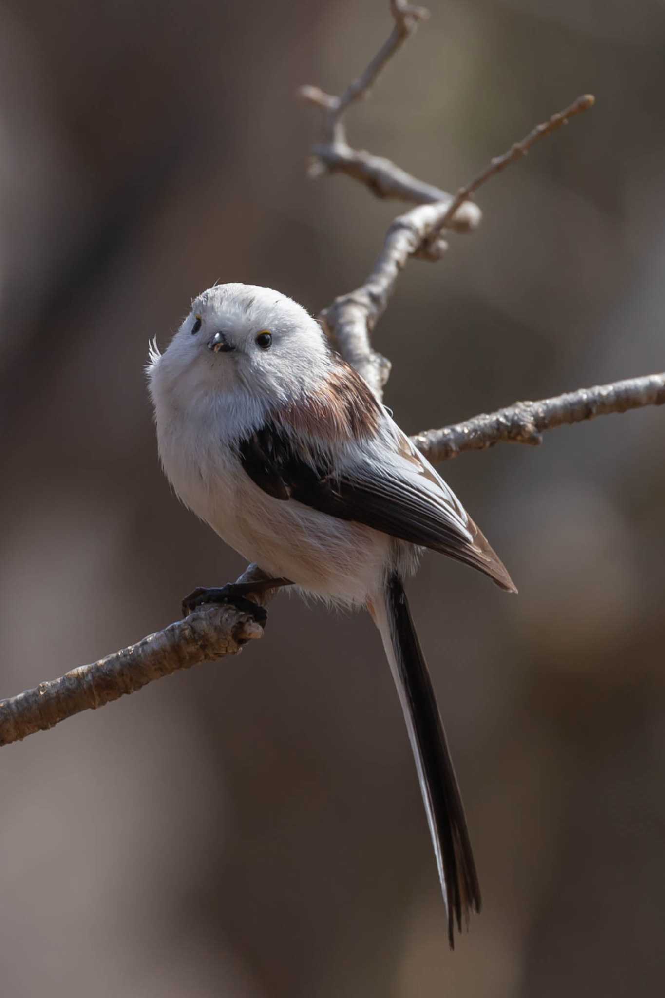 Long-tailed tit(japonicus)