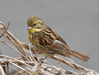 Masked Bunting 大阪府吹田市 山田西公園 Sun, 2/26/2017