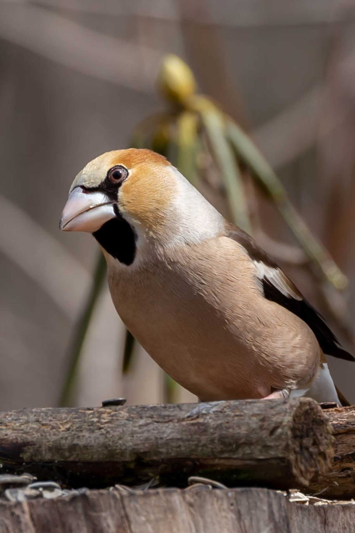 Hawfinch