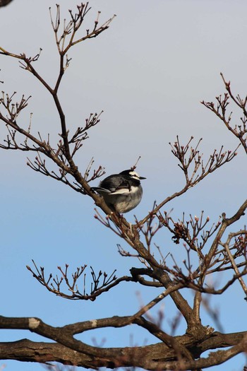 White Wagtail Goryokaku Park Fri, 5/3/2019