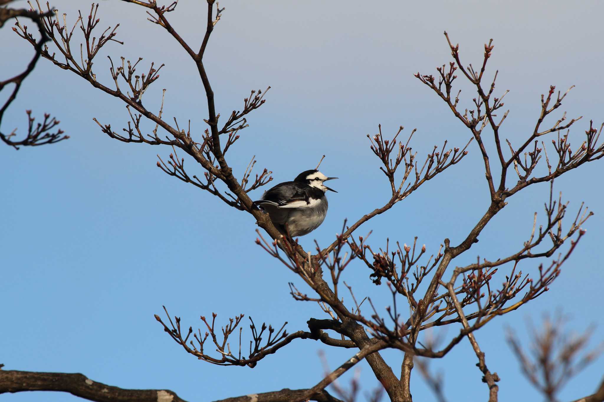 White Wagtail