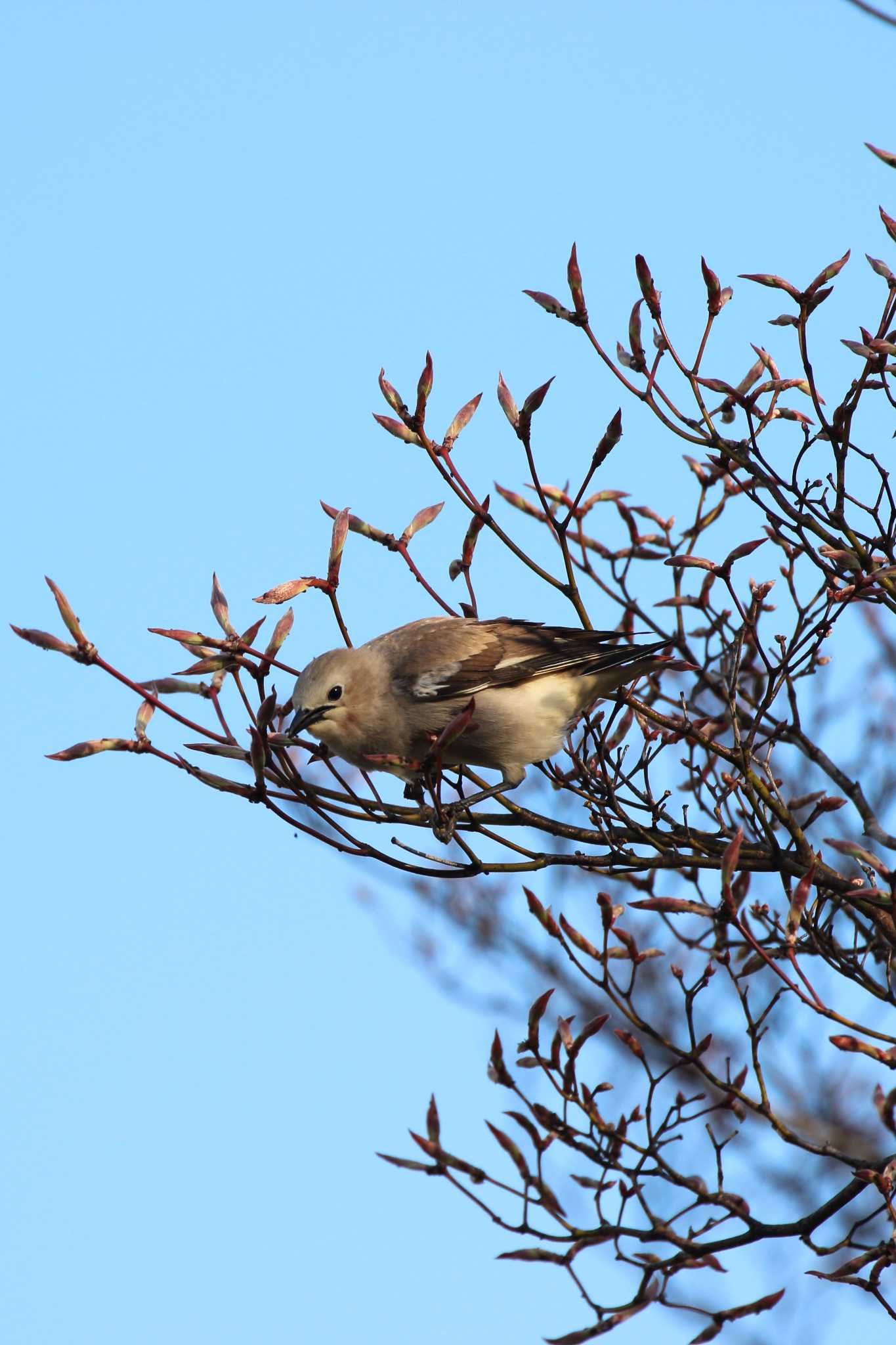 Photo of Chestnut-cheeked Starling at Goryokaku Park by 小鳥遊雪子