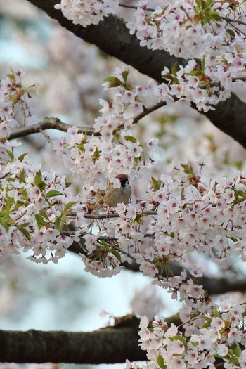 Eurasian Tree Sparrow Goryokaku Park Fri, 5/3/2019