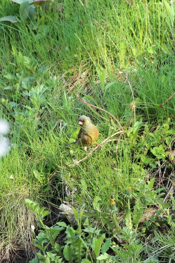 Grey-capped Greenfinch Goryokaku Park Fri, 5/3/2019