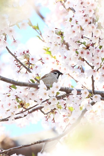 Eurasian Tree Sparrow Goryokaku Park Fri, 5/3/2019