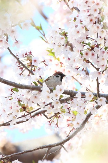 Eurasian Tree Sparrow Goryokaku Park Fri, 5/3/2019