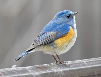 Red-flanked Bluetail 大阪府吹田市 山田西公園 Sun, 2/26/2017