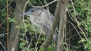 2021年4月25日(日) 古代蓮の里の野鳥観察記録