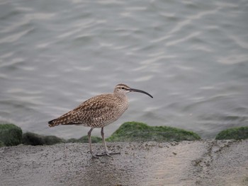 2021年4月25日(日) 日の出三番瀬沿い緑道の野鳥観察記録