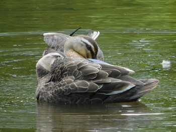 カルガモ 千葉市泉自然公園 2021年4月24日(土)