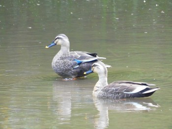 カルガモ 千葉市泉自然公園 2021年4月24日(土)