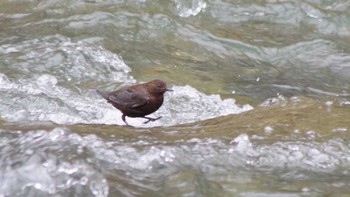 Brown Dipper 福井緑地(札幌市西区) Sun, 4/25/2021