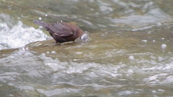 Brown Dipper 福井緑地(札幌市西区) Sun, 4/25/2021