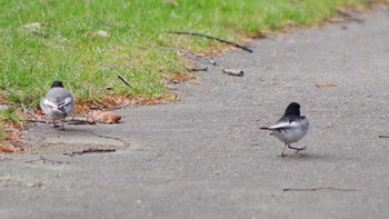 White Wagtail 福井緑地(札幌市西区) Sun, 4/25/2021