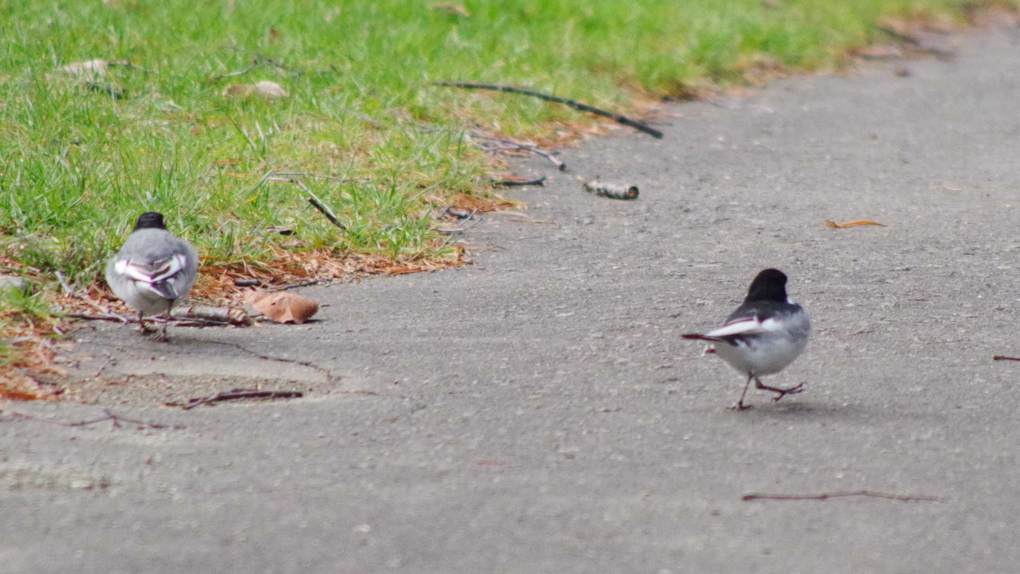 White Wagtail