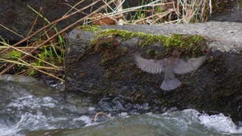 Brown Dipper 福井緑地(札幌市西区) Sun, 4/25/2021