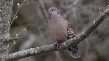 Oriental Turtle Dove 福井緑地(札幌市西区) Sun, 4/25/2021