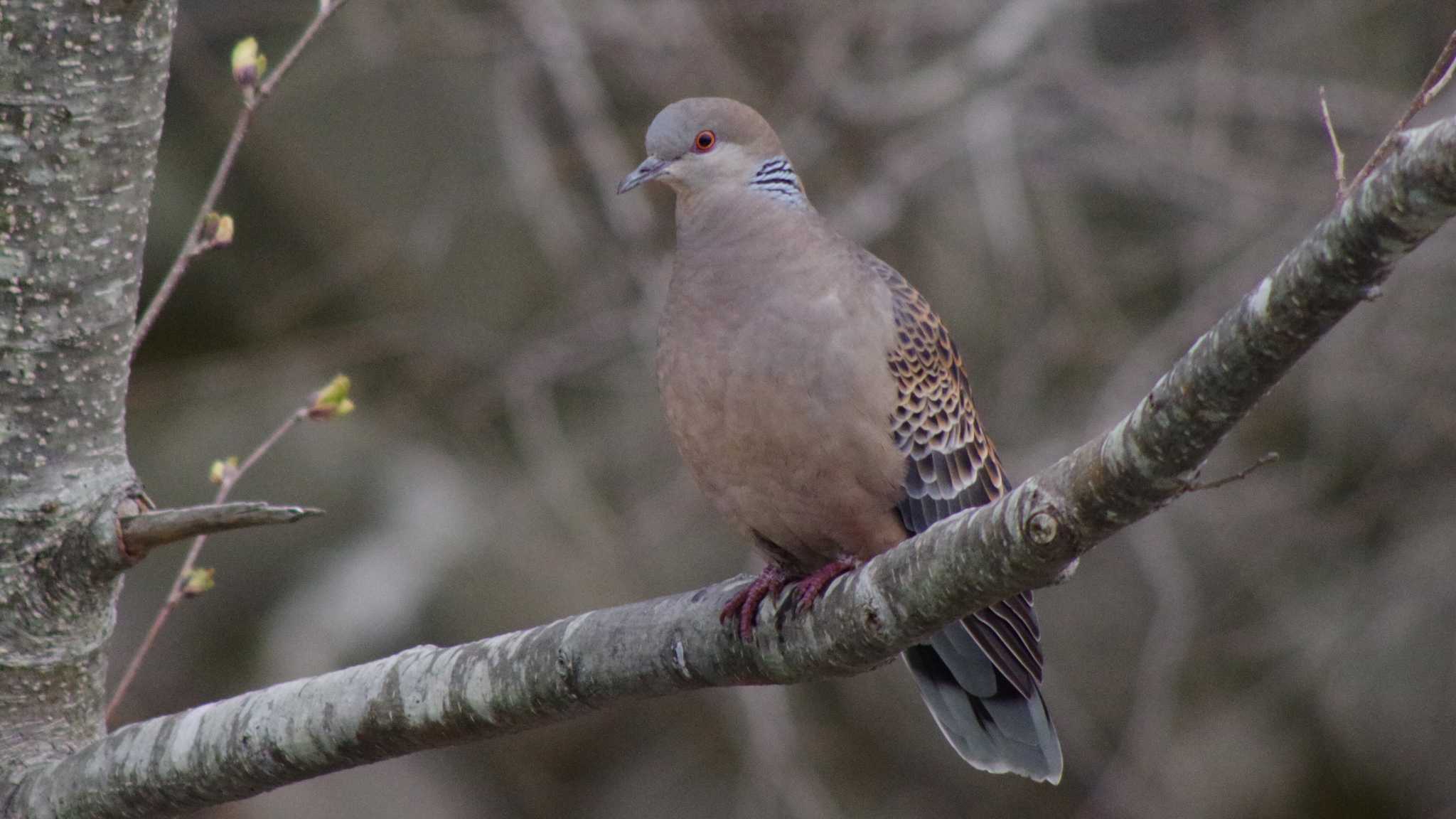 Photo of Oriental Turtle Dove at 福井緑地(札幌市西区) by 98_Ark (98ｱｰｸ)