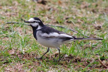 White Wagtail 福井緑地(札幌市西区) Sun, 4/25/2021