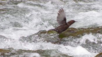 Brown Dipper 福井緑地(札幌市西区) Sun, 4/25/2021