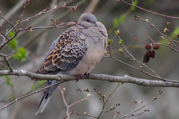 Oriental Turtle Dove 福井緑地(札幌市西区) Sun, 4/25/2021