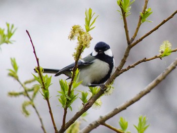 Japanese Tit 福井緑地(札幌市西区) Sun, 4/25/2021