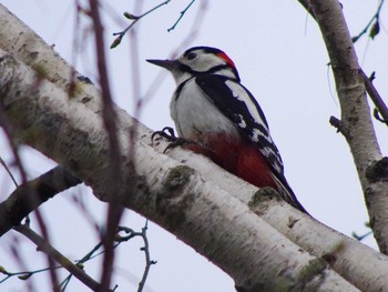 Great Spotted Woodpecker(japonicus) 福井緑地(札幌市西区) Sun, 4/25/2021