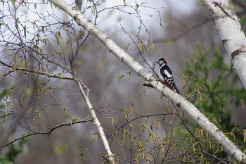 Great Spotted Woodpecker(japonicus) 福井緑地(札幌市西区) Sun, 4/25/2021