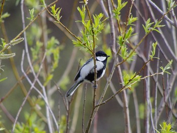 Japanese Tit 福井緑地(札幌市西区) Sun, 4/25/2021