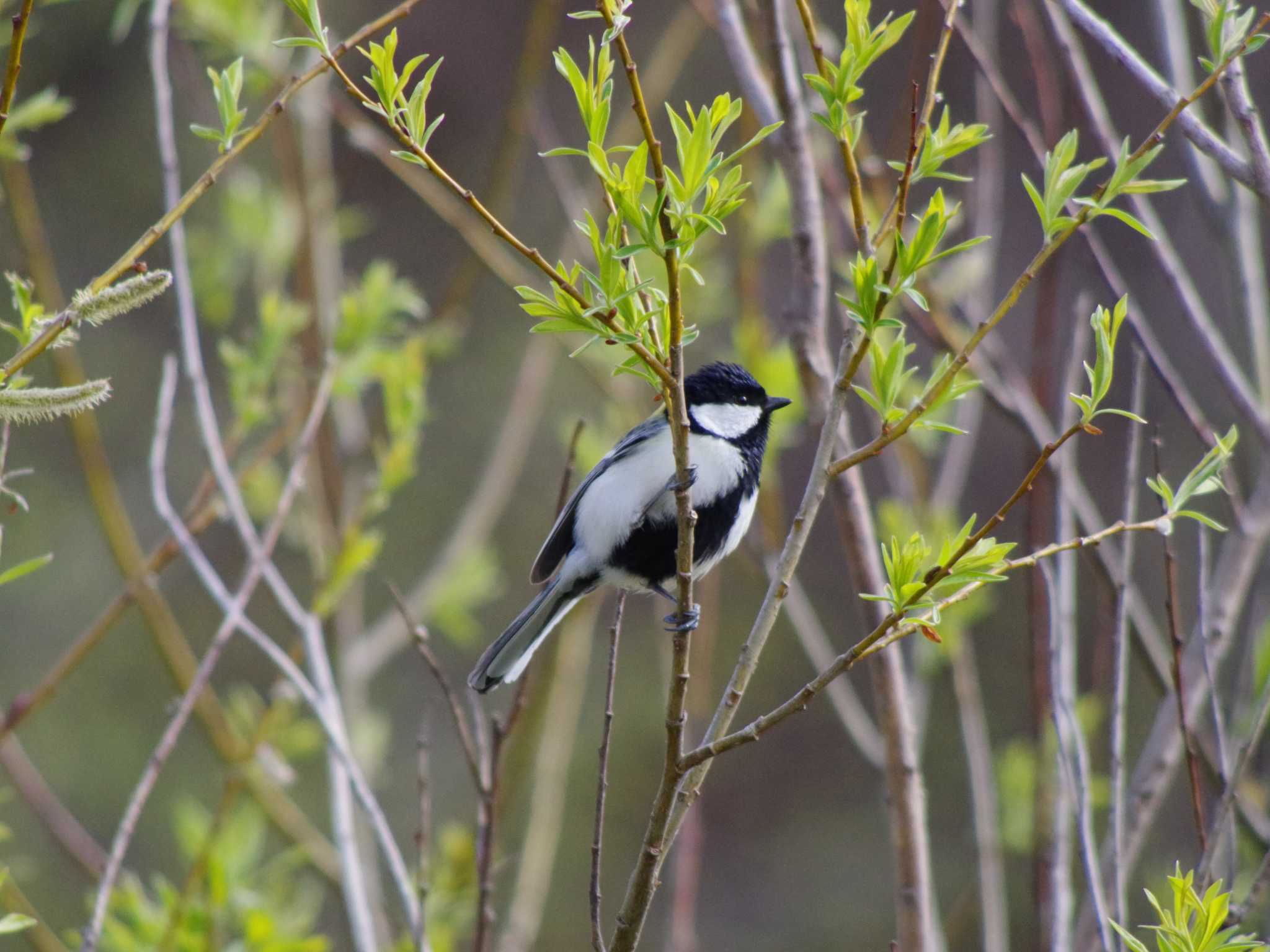 Photo of Japanese Tit at 福井緑地(札幌市西区) by 98_Ark (98ｱｰｸ)