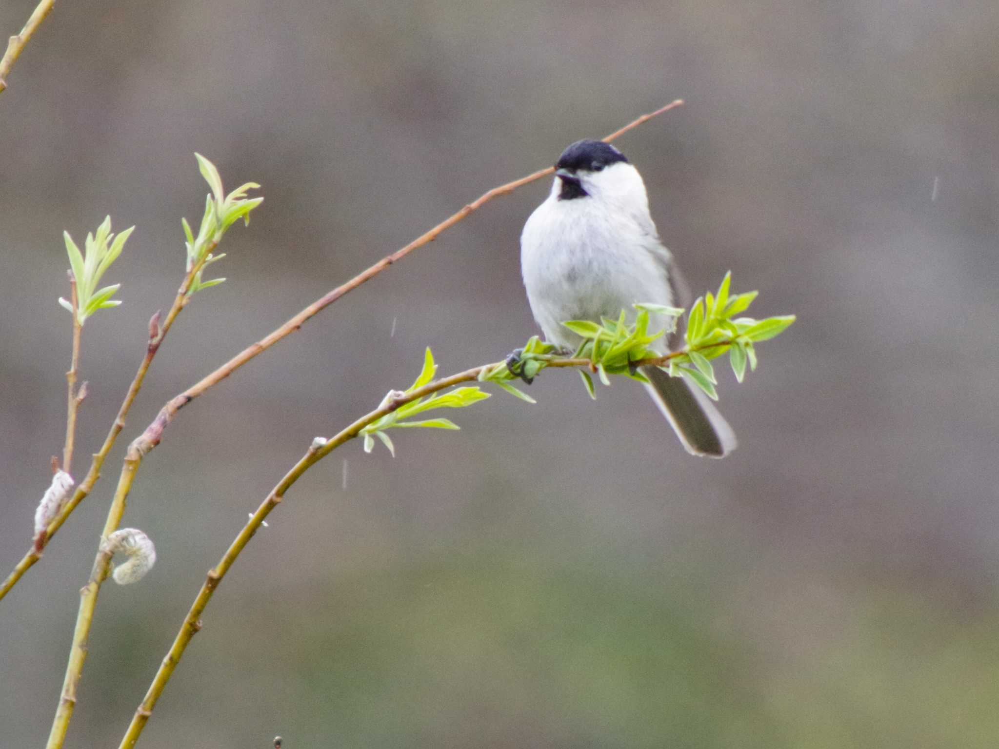 Photo of Marsh Tit at 福井緑地(札幌市西区) by 98_Ark (98ｱｰｸ)