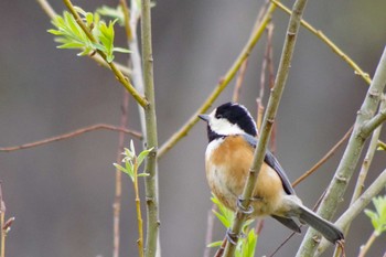 Varied Tit 福井緑地(札幌市西区) Sun, 4/25/2021