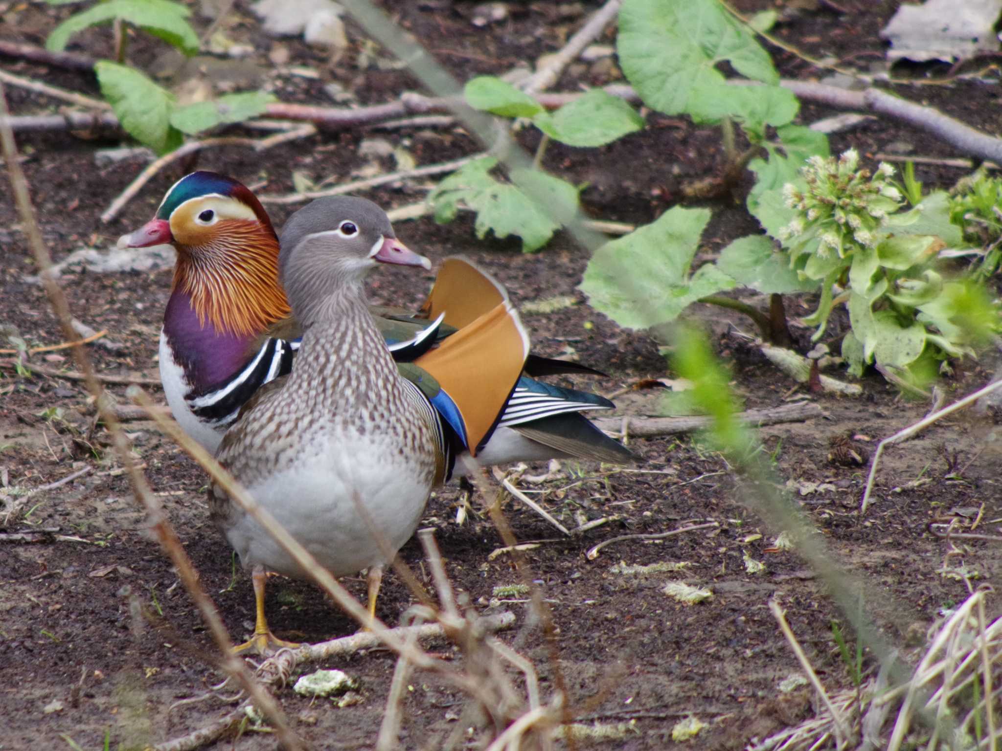 Photo of Mandarin Duck at 福井緑地(札幌市西区) by 98_Ark (98ｱｰｸ)