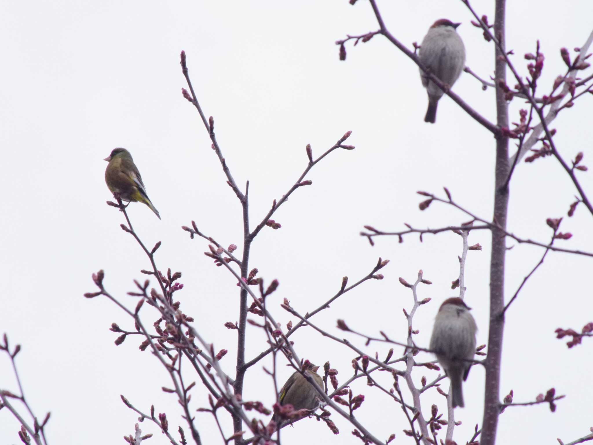 Photo of Grey-capped Greenfinch at 福井緑地(札幌市西区) by 98_Ark (98ｱｰｸ)