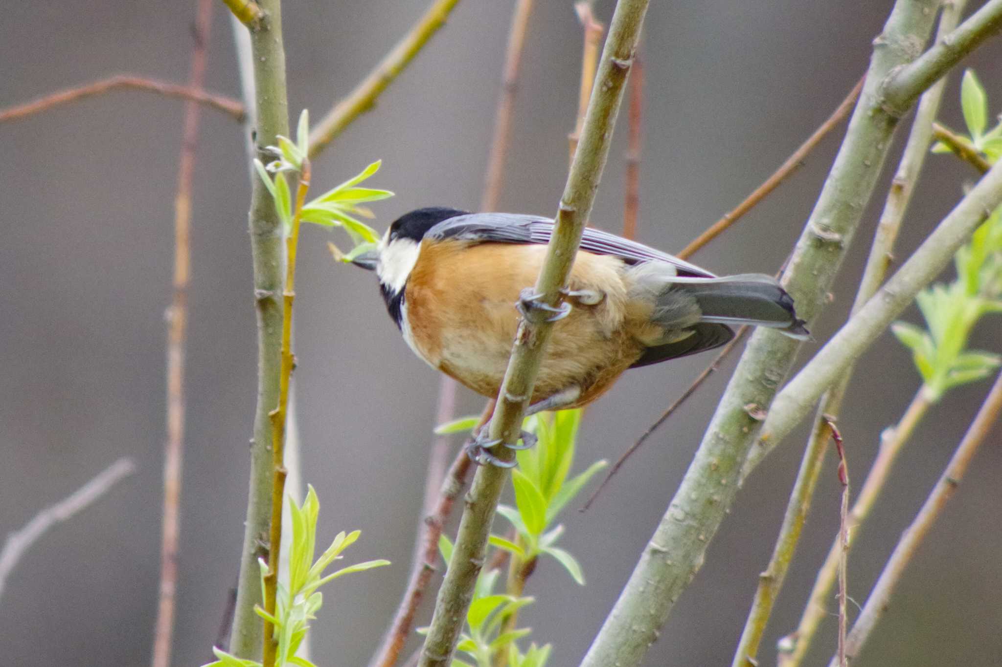 Photo of Varied Tit at 福井緑地(札幌市西区) by 98_Ark (98ｱｰｸ)