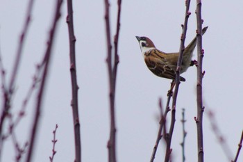 Eurasian Tree Sparrow 福井緑地(札幌市西区) Sun, 4/25/2021