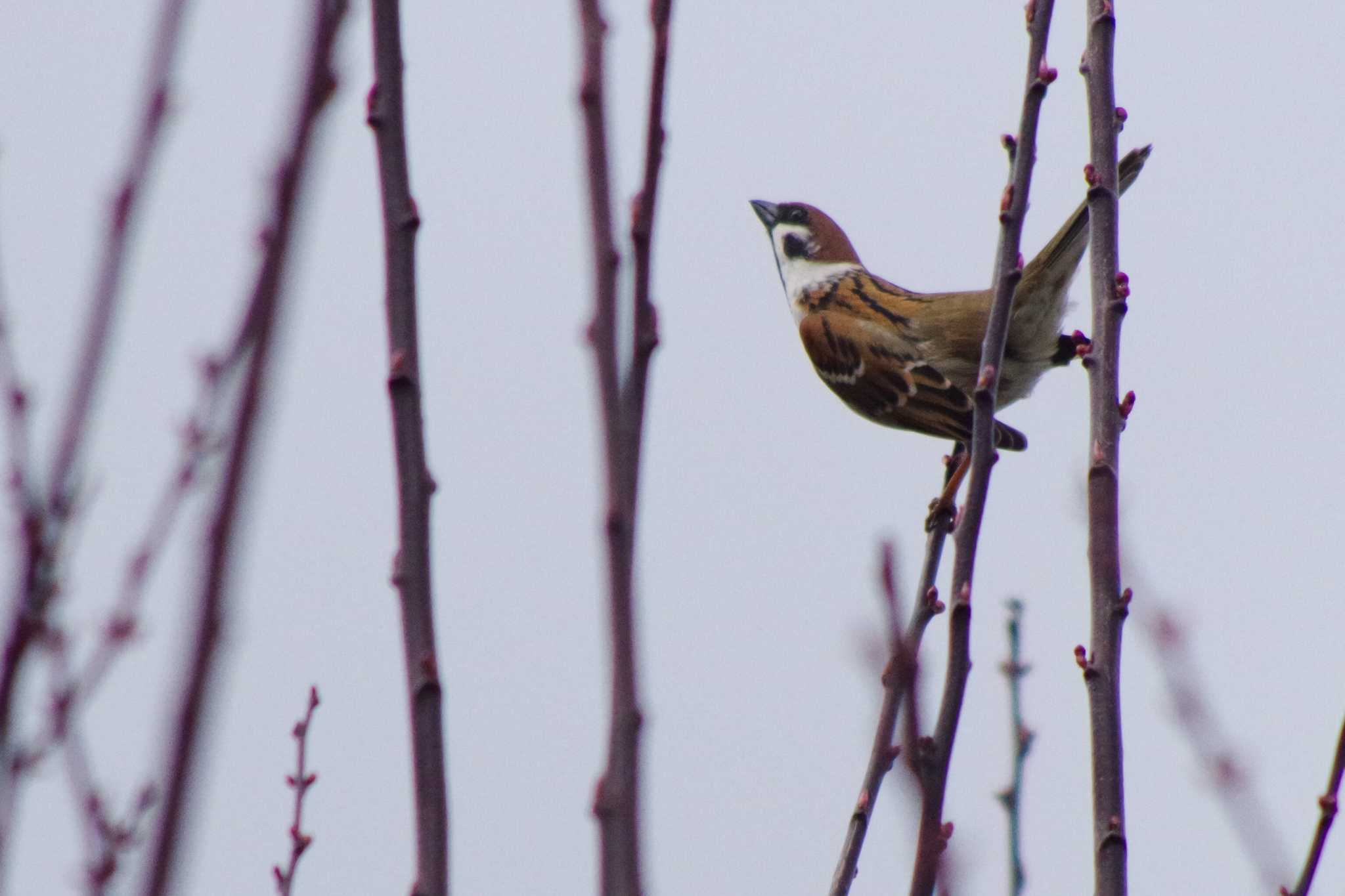 Eurasian Tree Sparrow