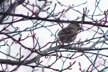 Hawfinch 福井緑地(札幌市西区) Sun, 4/25/2021