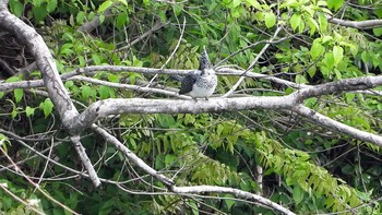 Crested Kingfisher 場所を書かないようにと注意されたところ（最近は釣り人の方が多いかな～） Unknown Date