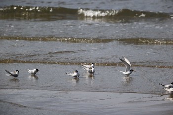 コアジサシ 甲子園浜(兵庫県西宮市) 2021年4月25日(日)