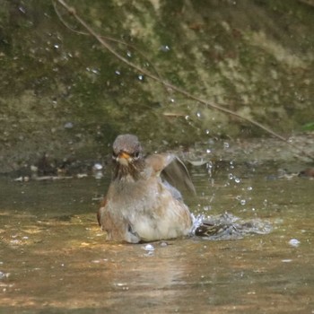 2021年4月21日(水) つつじ公園の野鳥観察記録