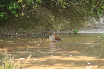 Pale Thrush つつじ公園 Wed, 4/21/2021