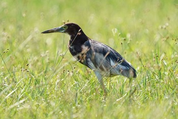 Sun, 4/25/2021 Birding report at Chinese garden