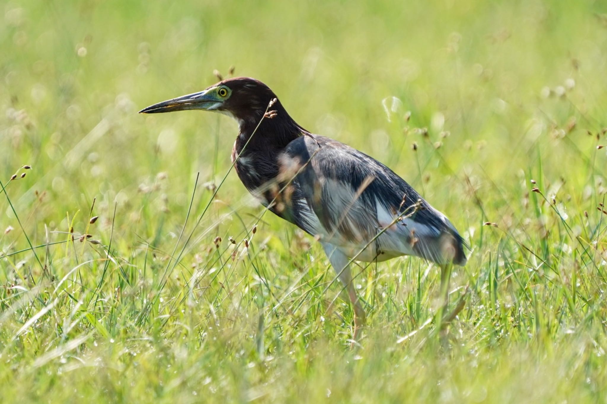 Chinese Pond Heron