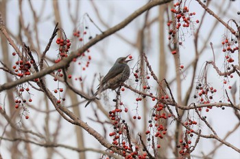 2021年1月17日(日) 津久井湖城山公園の野鳥観察記録